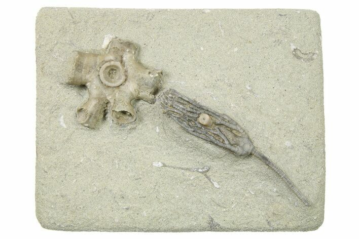 Fossil Crinoid (Parisocrinus) With Coral - Indiana #263101